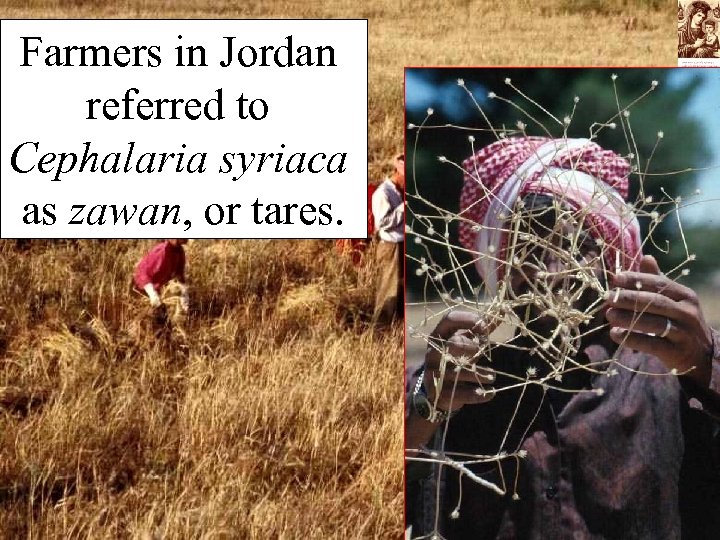 Farmers in Jordan referred to Cephalaria syriaca as zawan, or tares. 