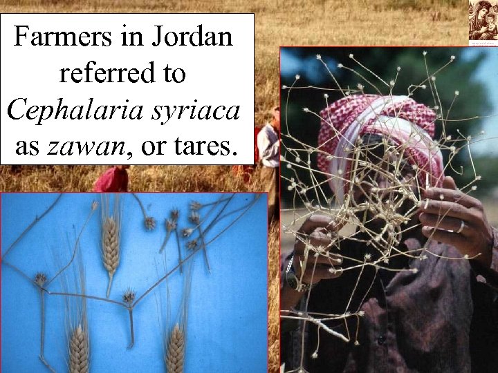Farmers in Jordan referred to Cephalaria syriaca as zawan, or tares. 