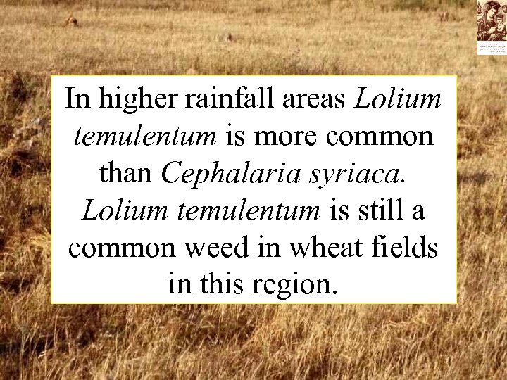 In higher rainfall areas Lolium temulentum is more common than Cephalaria syriaca. Lolium temulentum