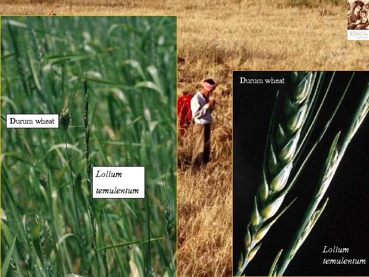 Durum wheat Lolium temulentum 