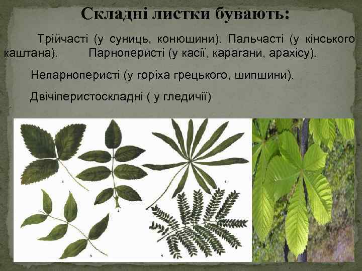 Складні листки бувають: Трійчасті (у суниць, конюшини). Пальчасті (у кінського каштана). Парноперисті (у касії,