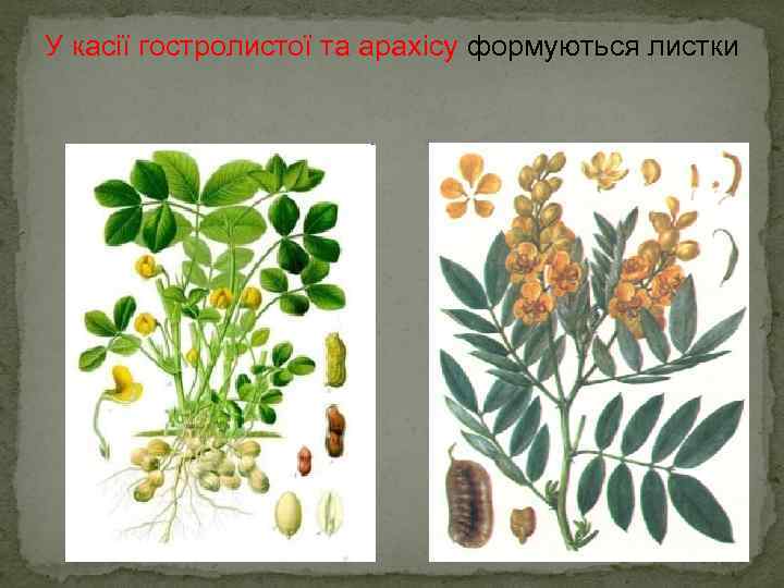 У касії гостролистої та арахісу формуються листки 