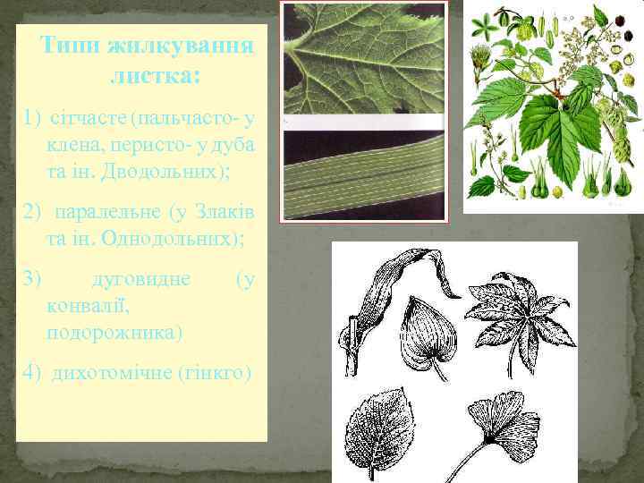 Типи жилкування листка: 1) сітчасте (пальчасто- у клена, перисто- у дуба та ін. Дводольних);