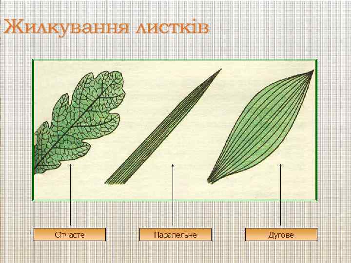 Жилкування листків Сітчасте Паралельне Дугове 
