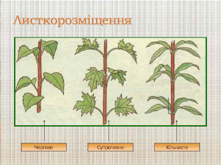 Листкорозміщення Чергове Супротивне Кільчасте 