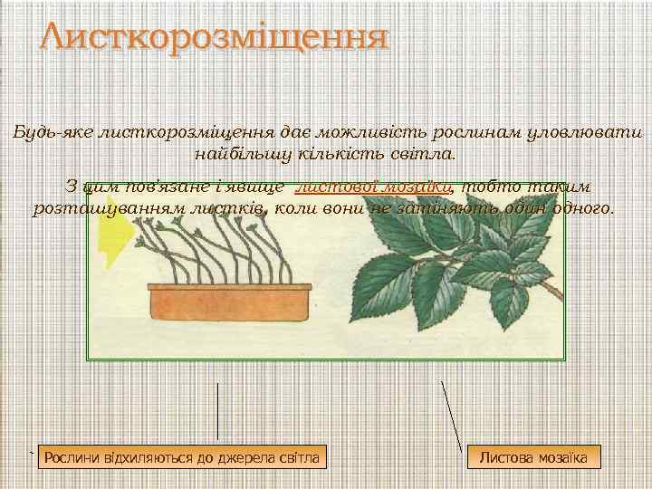 Листкорозміщення Будь-яке листкорозміщення дає можливість рослинам уловлювати найбільшу кількість світла. З цим пов'язане і