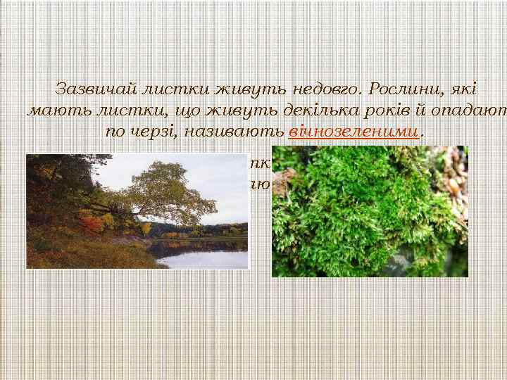 Зазвичай листки живуть недовго. Рослини, які мають листки, що живуть декілька років й опадают