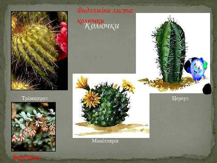 Видозміни листа: колючки Колючки Тріхоцерус Цереус Маміллярія Барбарис 
