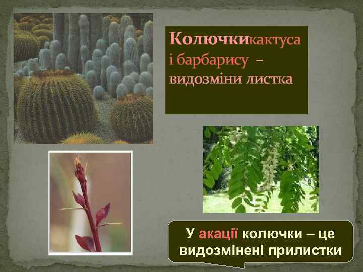 Колючкикактуса і барбарису – видозміни листка У акації колючки – це видозмінені прилистки 