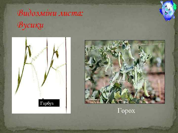 Видозміни листа: Вусики Гарбуз Горох 