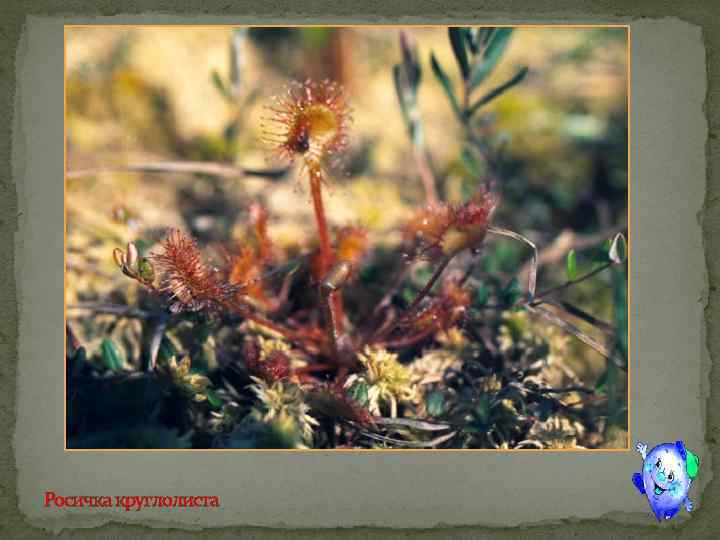 Росичка круглолиста 