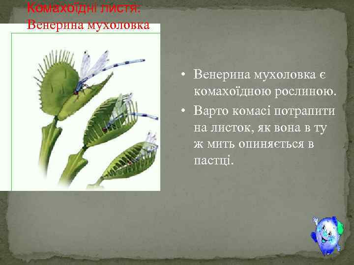 Комахоїдні листя: Венерина мухоловка • Венерина мухоловка є комахоїдною рослиною. • Варто комасі потрапити