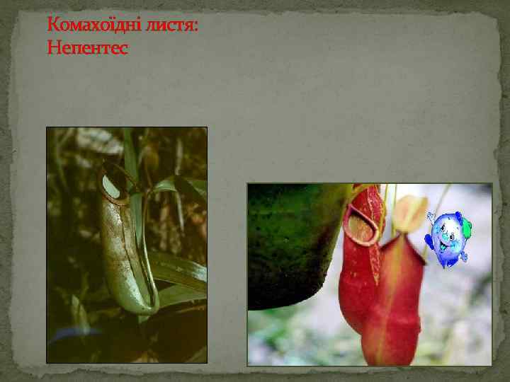 Комахоїдні листя: Непентес 