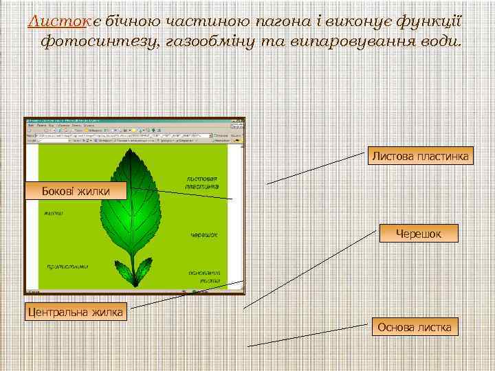 Листок є бічною частиною пагона і виконує функції фотосинтезу, газообміну та випаровування води. Листова