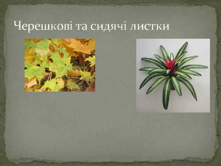 Черешкові та сидячі листки 