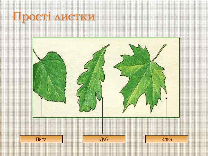 Прості листки Липа Дуб Клен 