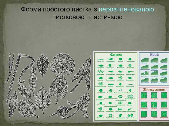 Форми простого листка з нерозчленованою листковою пластинкою 