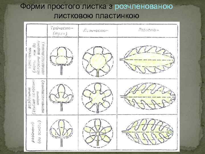 Форми простого листка з розчленованою листковою пластинкою 