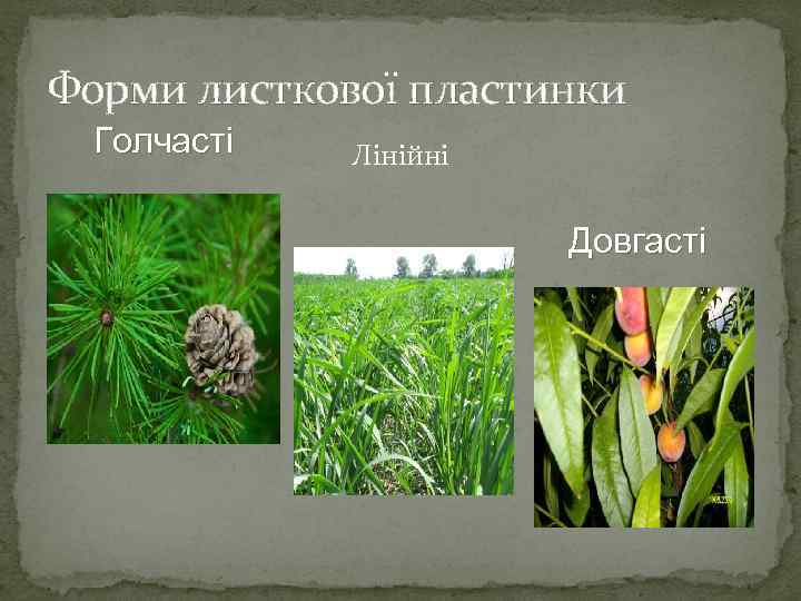 Форми листкової пластинки Голчасті Лінійні Довгасті 