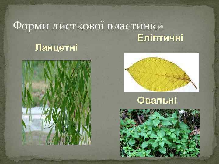 Форми листкової пластинки Ланцетні Еліптичні Овальні 
