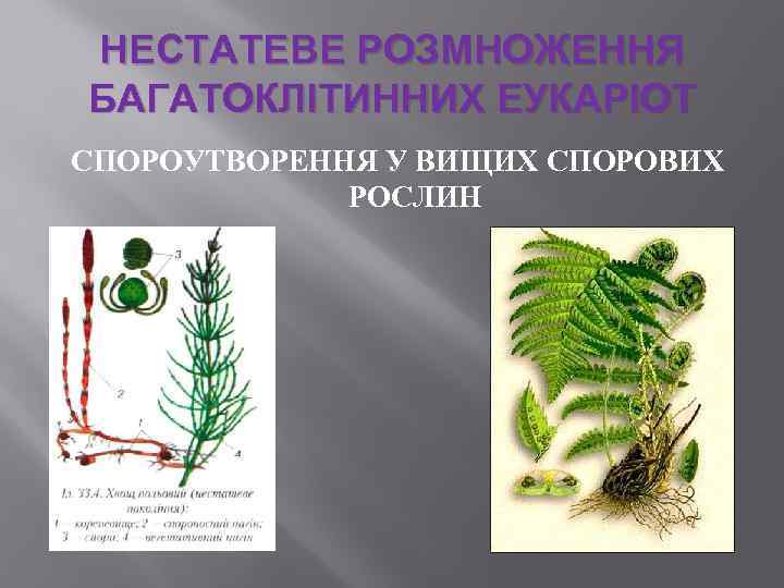 НЕСТАТЕВЕ РОЗМНОЖЕННЯ БАГАТОКЛІТИННИХ ЕУКАРІОТ СПОРОУТВОРЕННЯ У ВИЩИХ СПОРОВИХ РОСЛИН 