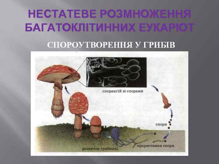 НЕСТАТЕВЕ РОЗМНОЖЕННЯ БАГАТОКЛІТИННИХ ЕУКАРІОТ СПОРОУТВОРЕННЯ У ГРИБІВ 