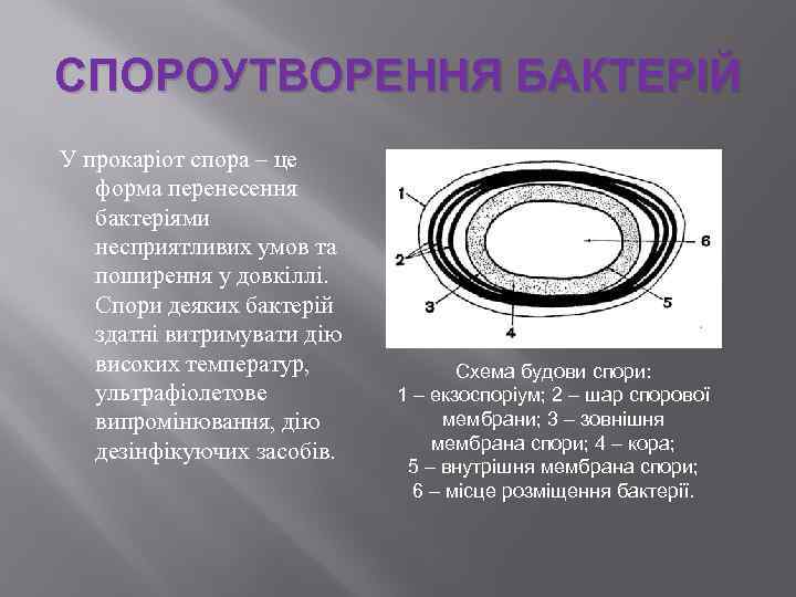 СПОРОУТВОРЕННЯ БАКТЕРІЙ У прокаріот спора – це форма перенесення бактеріями несприятливих умов та поширення