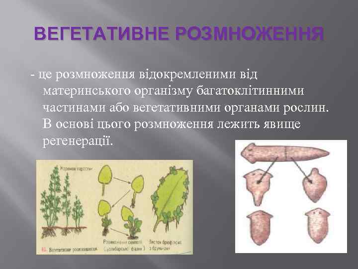 ВЕГЕТАТИВНЕ РОЗМНОЖЕННЯ - це розмноження відокремленими від материнського організму багатоклітинними частинами або вегетативними органами