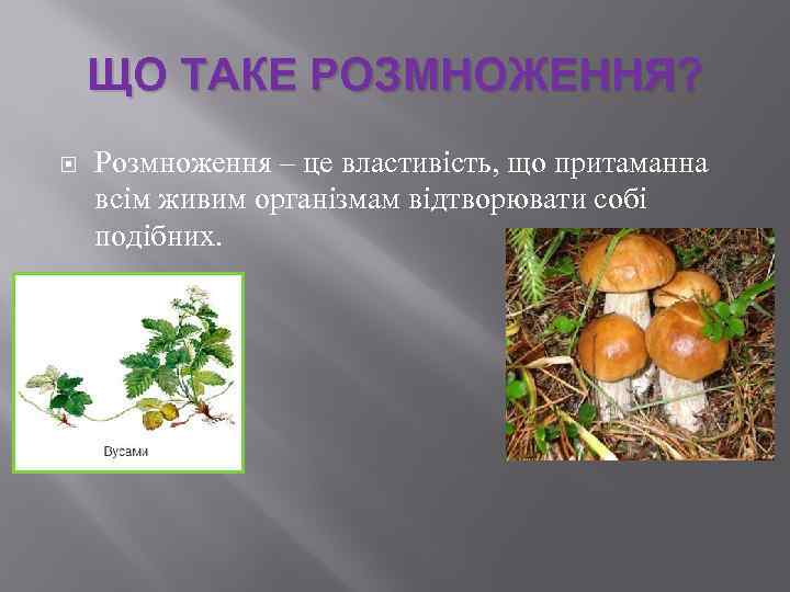 ЩО ТАКЕ РОЗМНОЖЕННЯ? Розмноження – це властивість, що притаманна всім живим організмам відтворювати собі