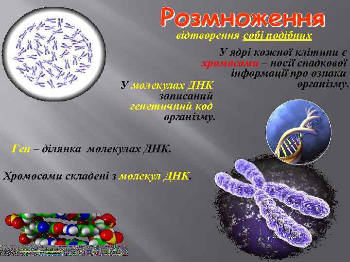 відтворення собі подібних У ядрі кожної клітини є хромосоми – носії спадкової інформації про