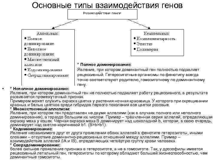 Основные типы взаимодействия генов • * Полное доминирование: Явление, при котором доминантный ген полностью