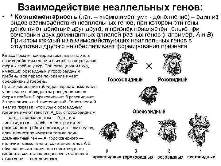 Взаимодействие неаллельных генов: • * Комплементарность (лат. – «комплиментум» - дополнение) – один из