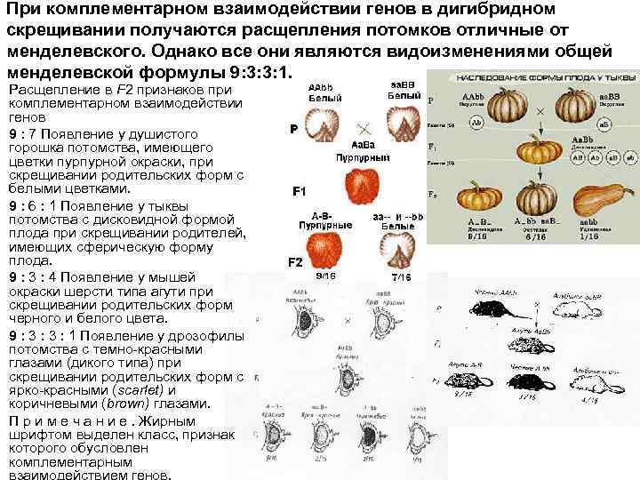 При комплементарном взаимодействии генов в дигибридном скрещивании получаются расщепления потомков отличные от менделевского. Однако