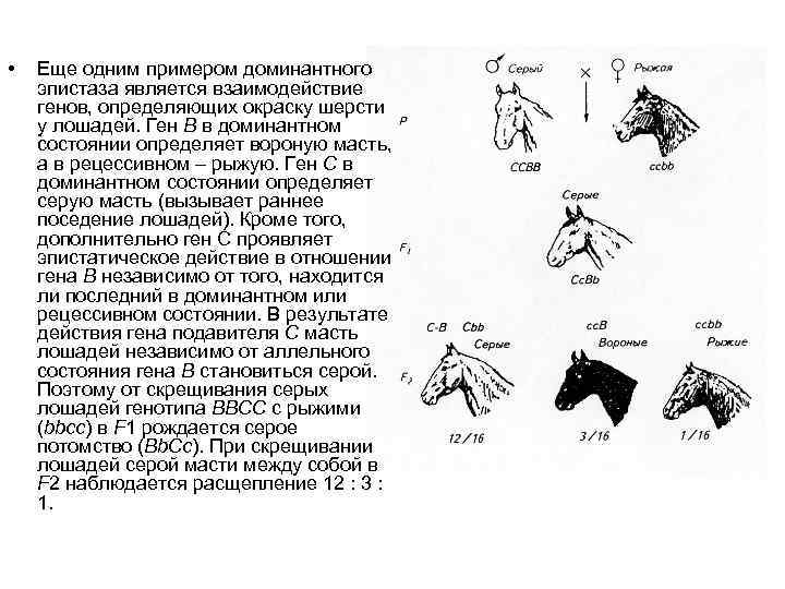  • Еще одним примером доминантного эпистаза является взаимодействие генов, определяющих окраску шерсти у