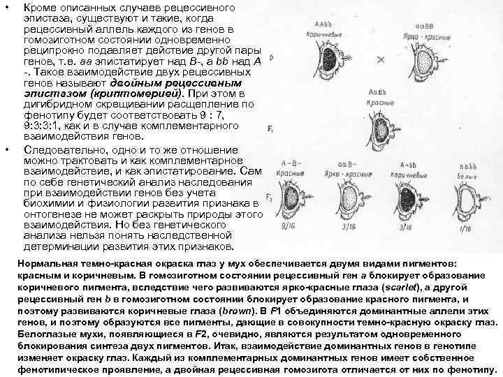  • • Кроме описанных случаев рецессивного эпистаза, существуют и такие, когда рецессивный аллель