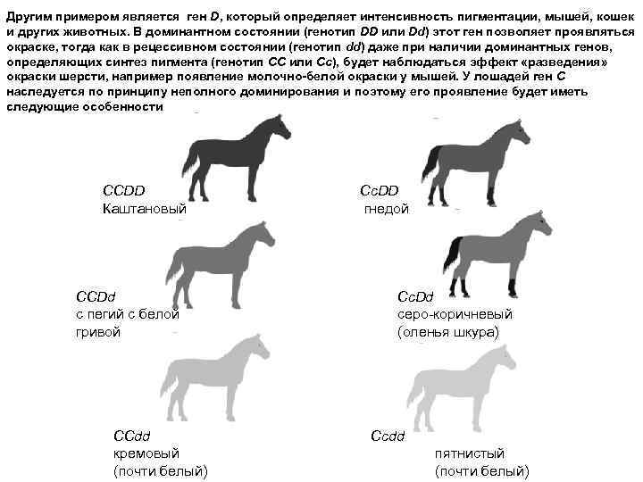 Другим примером является ген D, который определяет интенсивность пигментации, мышей, кошек и других животных.