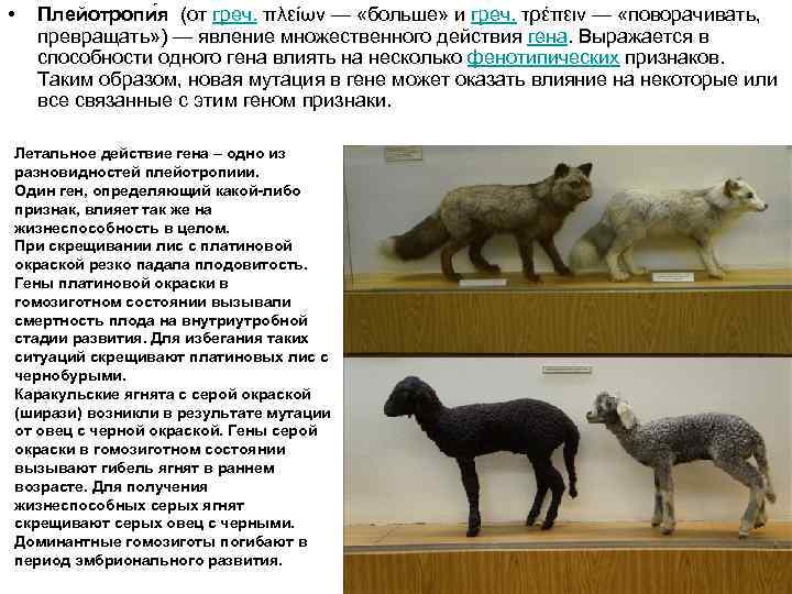  • Плейотропи я (от греч. πλείων — «больше» и греч. τρέπειν — «поворачивать,