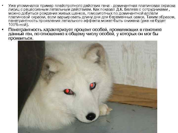  • Уже упоминался пример плейотропного действия гена - доминантная платиновая окраска лисиц с