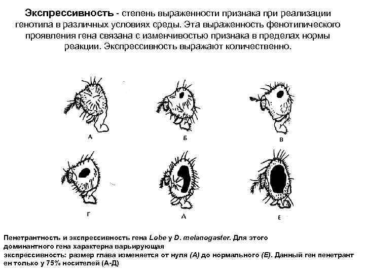 Экспрессивность - степень выраженности признака при реализации генотипа в различных условиях среды. Эта выраженность