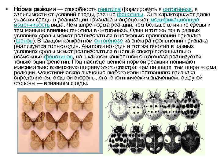  • Но рма реа кции — способность генотипа формировать в онтогенезе, в зависимости