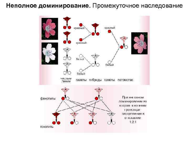 Закономерности наследования при моногибридном скрещивании. Промежуточный характер наследования неполное доминирование. Неполное доминирование это в биологии. Моногибридное скрещивание неполное доминирование.