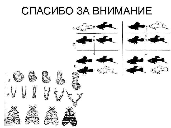 СПАСИБО ЗА ВНИМАНИЕ 