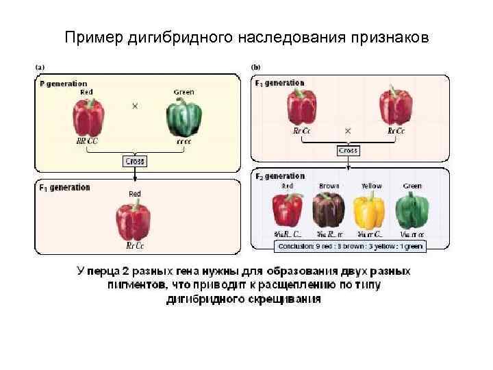 Пример дигибридного наследования признаков 