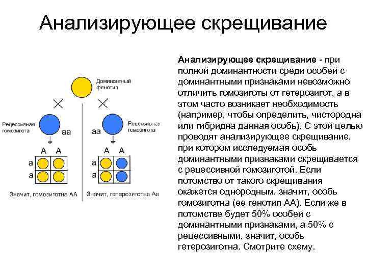 На схеме моногибридного скрещивания под цифрой 3 показаны гомозиготные особи с признаком