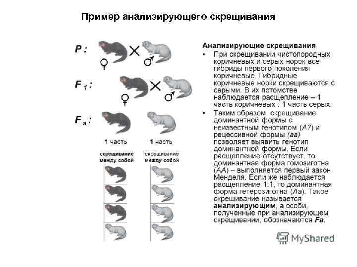 Пример анализирующего скрещивания 