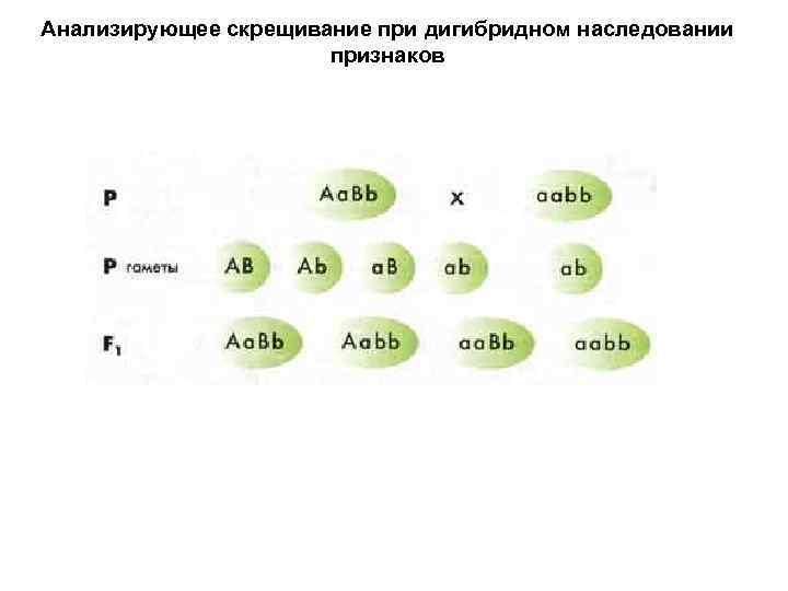 Анализирующее скрещивание при дигибридном наследовании признаков 