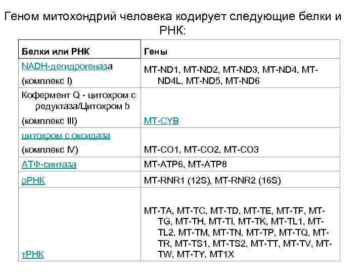 Геном митохондрий человека кодирует следующие белки и РНК: Белки или РНК Гены NADH дегидрогеназа