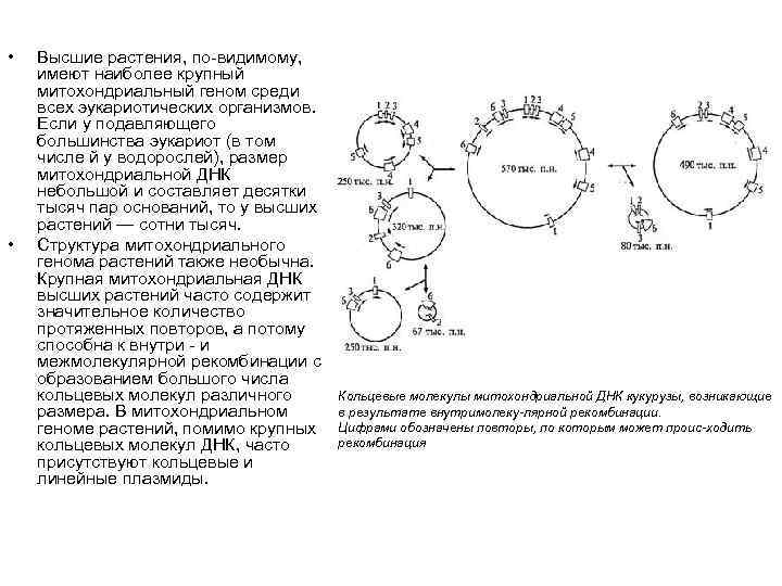  • • Высшие растения, по видимому, имеют наиболее крупный митохондриальный геном среди всех
