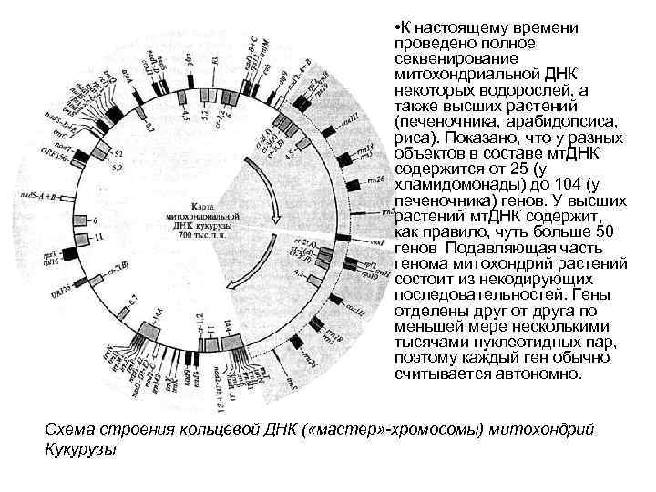  • К настоящему времени проведено полное секвенирование митохондриальной ДНК некоторых водорослей, а также