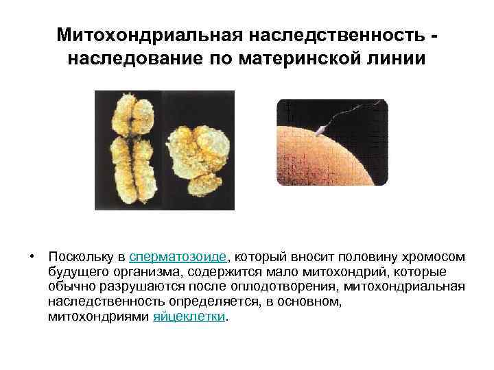 Митохондриальная наследственность наследование по материнской линии • Поскольку в сперматозоиде, который вносит половину хромосом